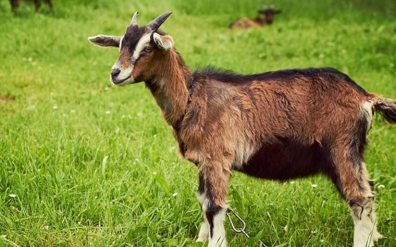 Tử vi tuổi M&ugrave;i từ ng&agrave;y 16/10 - 22/10/2023