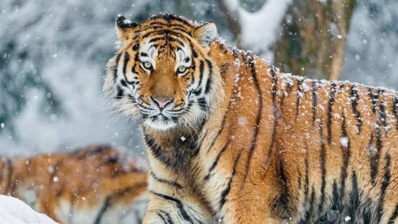 Con số may mắn tuổi Dần ng&agrave;y 22/10/2023