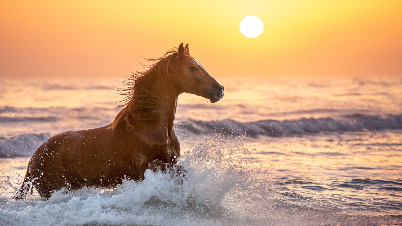 Con số may mắn tuổi Ngọ ng&agrave;y 24/10/2023