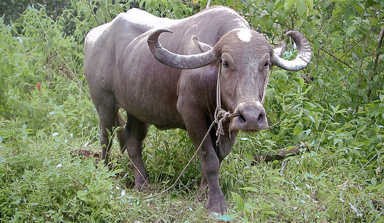 Con số may mắn tuổi Sửu ng&agrave;y 26/10/2023