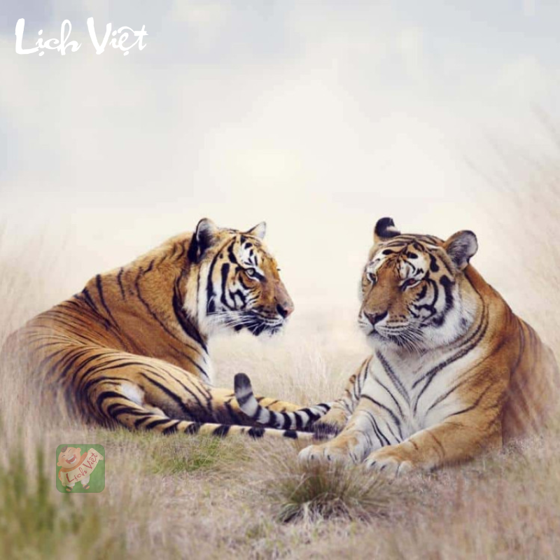 Tử vi tuổi Dần tuần mới 13/11 - 19/11/2023