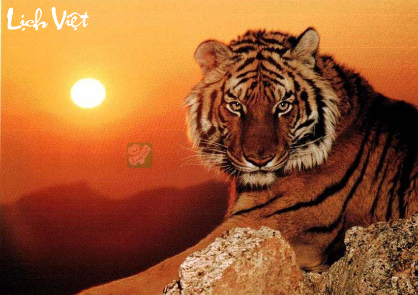 Con số may mắn tuổi Dần ng&agrave;y 18/11/2023