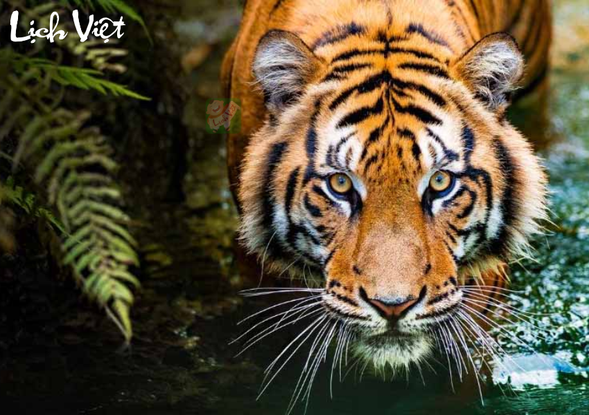 Con số may mắn tuổi Dần ngày 22/11/2023