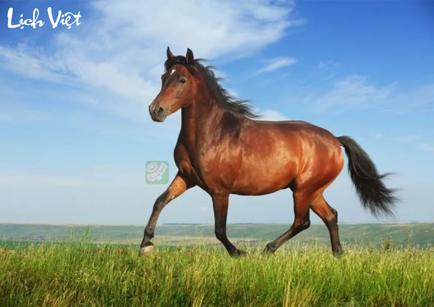 Con số may mắn tuổi Ngọ ng&agrave;y 16/11/2023