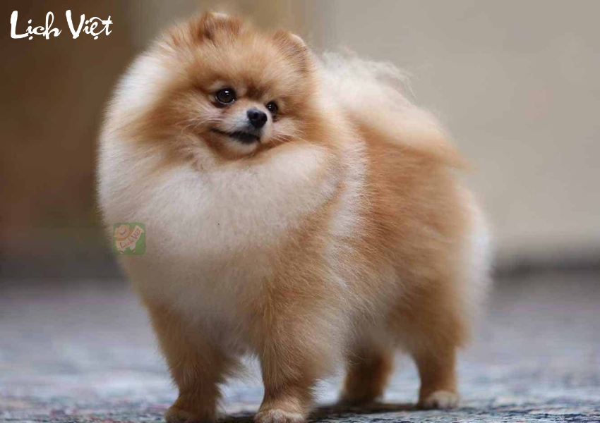 Con số may mắn tuổi Tuất ng&agrave;y 17/11/2023