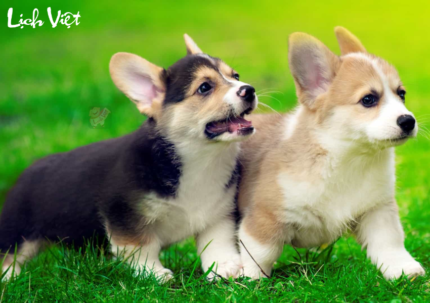 Con số may mắn tuổi Tuất ng&agrave;y 18/11/2023