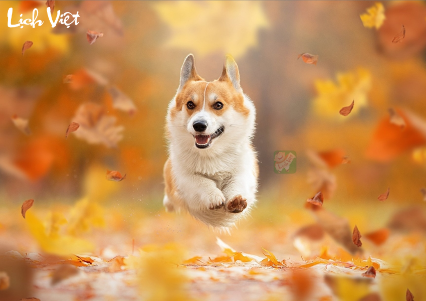 Con số may mắn tuổi Tuất ngày 22/11/2023