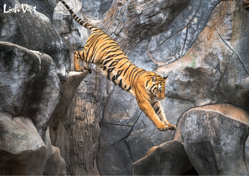 Con số may mắn tuổi Dần ngày 25/11/2023