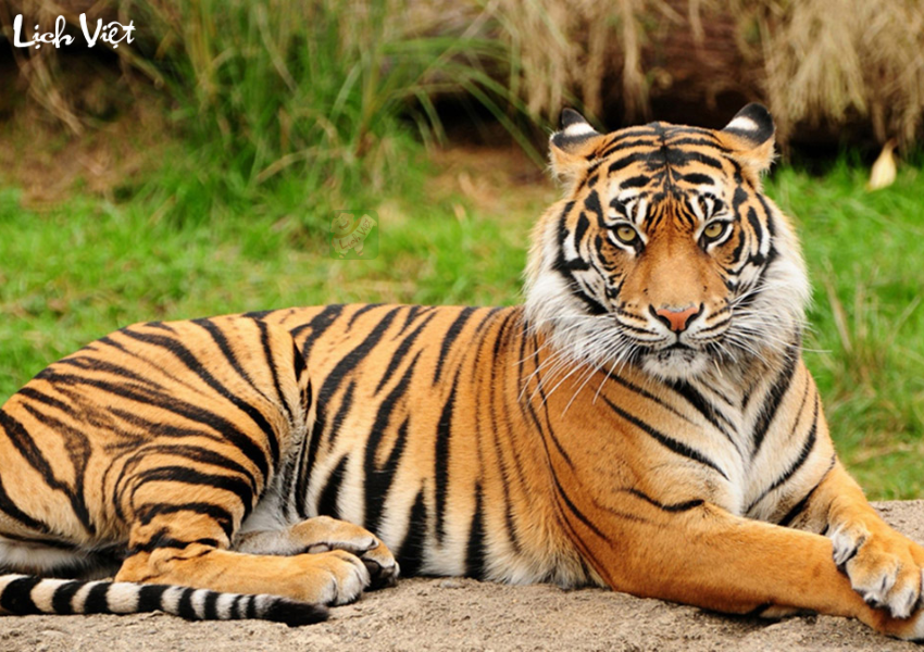 Con số may mắn tuổi Dần ngày 27/11/2023