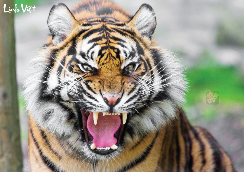 Con số may mắn tuổi Dần ng&agrave;y 28/11/2023