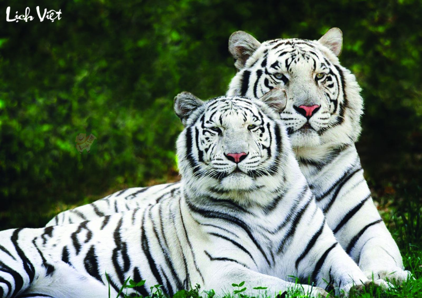 Con số may mắn tuổi Dần ngày 29/11/2023