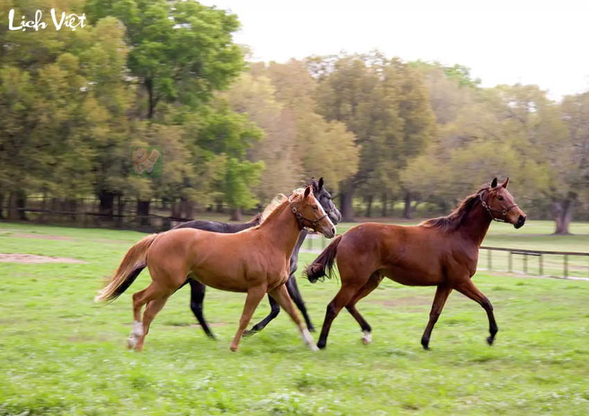 Con số may mắn tuổi Ngọ ng&agrave;y 24/11/2023\