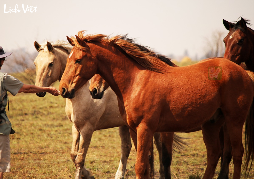 Con số may mắn tuổi Ngọ ngày 27/11/2023
