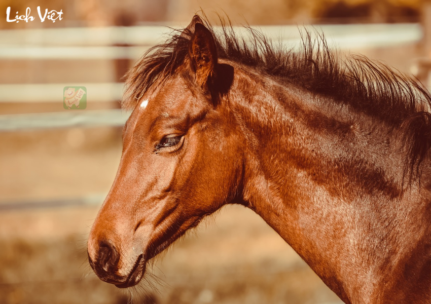 Con số may mắn tuổi Ngọ ng&agrave;y 28/11/2023