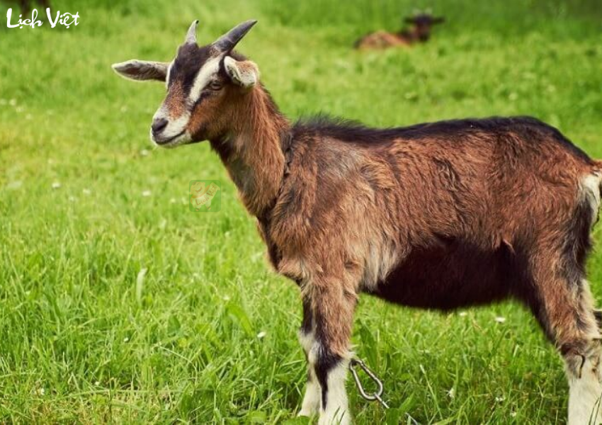 Tử vi tuổi Mùi tuần mới 27/11 - 3/12/2023