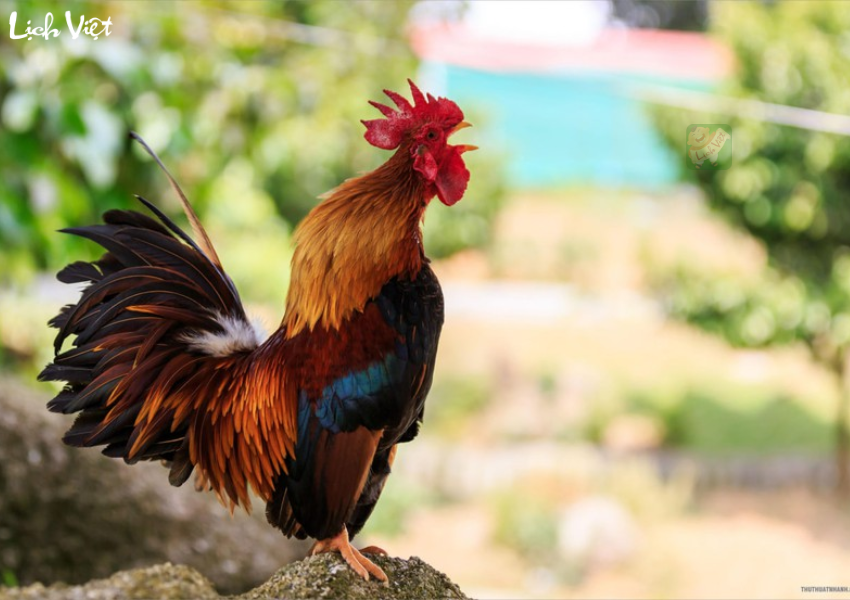 Tử vi tuổi Dậu ng&agrave;y 27/11/2023