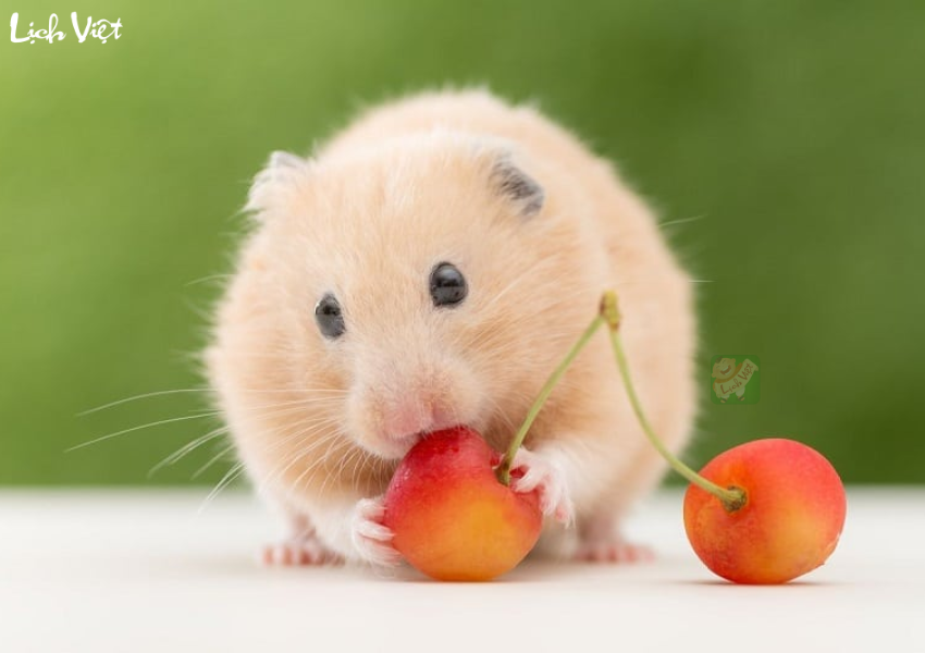 Tử vi tuổi T&yacute; ng&agrave;y 27/11/2023