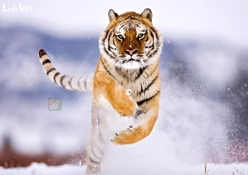 tuổi tốt th&aacute;ng 12/2023 - b&iacute;nh dần