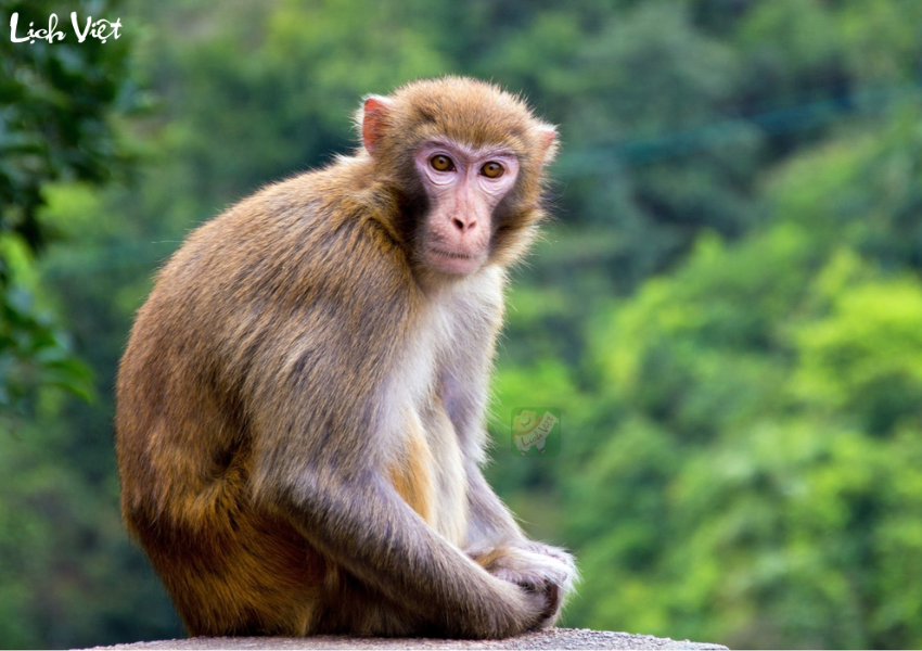 Tử vi tuổi Th&acirc;n ng&agrave;y 28/11/2023