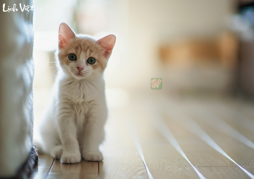 Con số may mắn tuổi M&atilde;o ng&agrave;y 1/12/2023