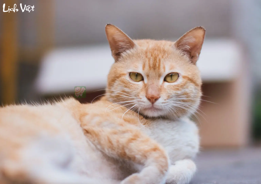 Con số may mắn tuổi M&atilde;o ng&agrave;y 2/12/2023