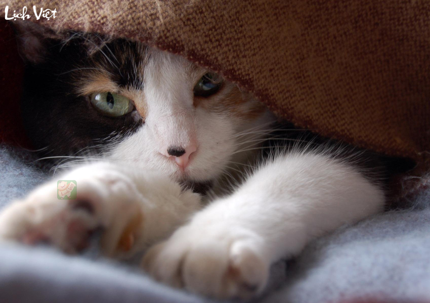 Con số may mắn tuổi M&atilde;o ng&agrave;y 30/11/2023