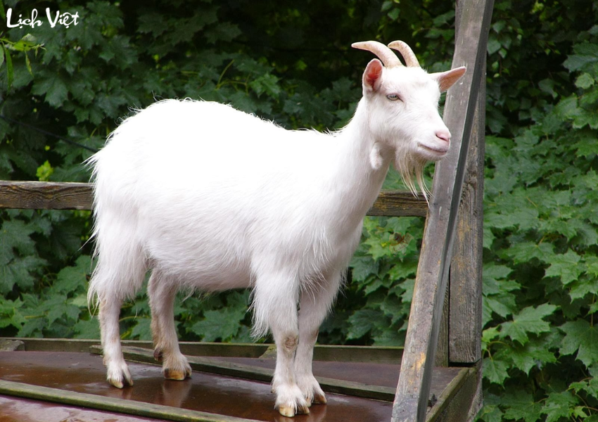 Con số may mắn tuổi M&ugrave;i ng&agrave;y 1/12/2023