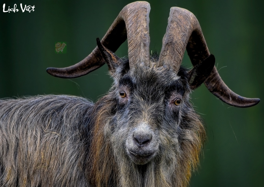 Con số may mắn tuổi M&ugrave;i ng&agrave;y 3/12/2023