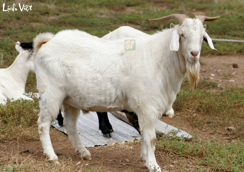 Con số may mắn tuổi M&ugrave;i ng&agrave;y 30/11/2023