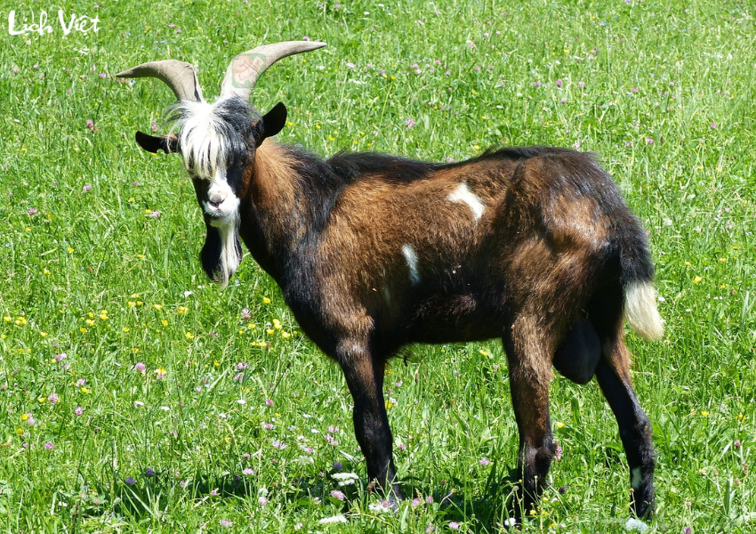 Con số may mắn tuổi Mùi ngày 5/12/2023