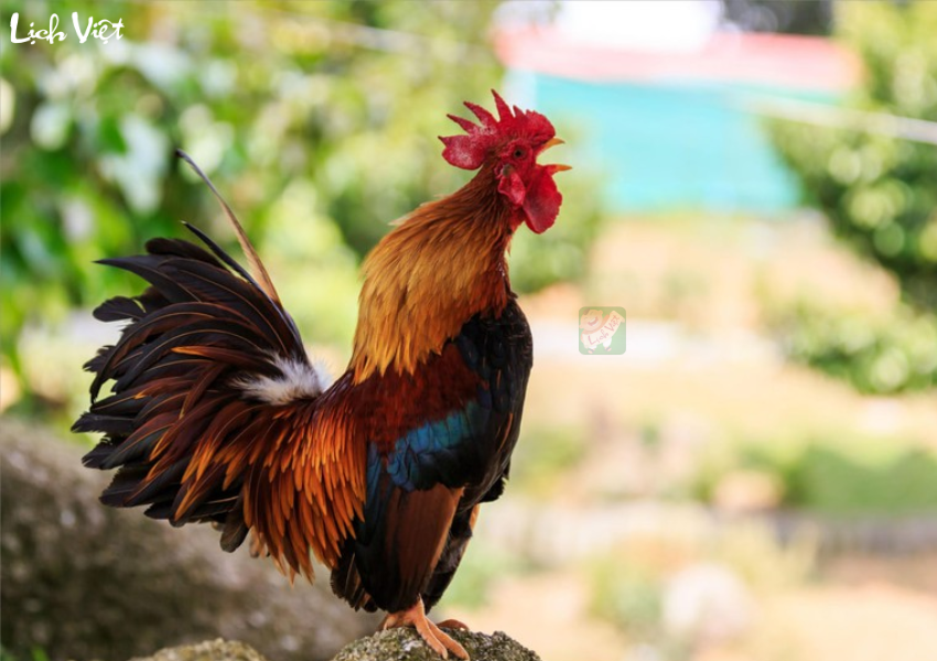 Tử vi tuổi Dậu 30/11/2023