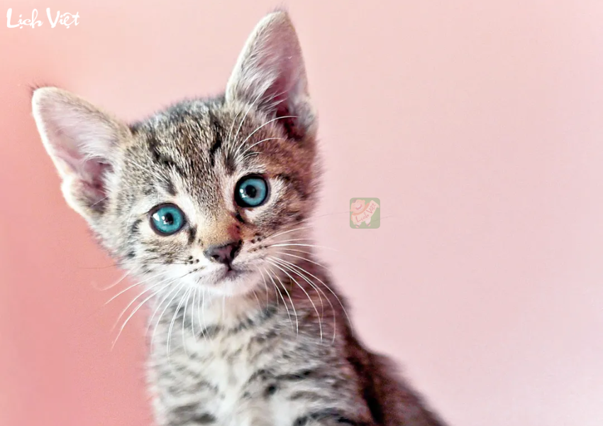 Tử vi tuổi M&atilde;o 30/11/2023