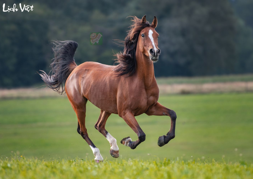 Tử vi tuổi Ngọ 30/11/2023