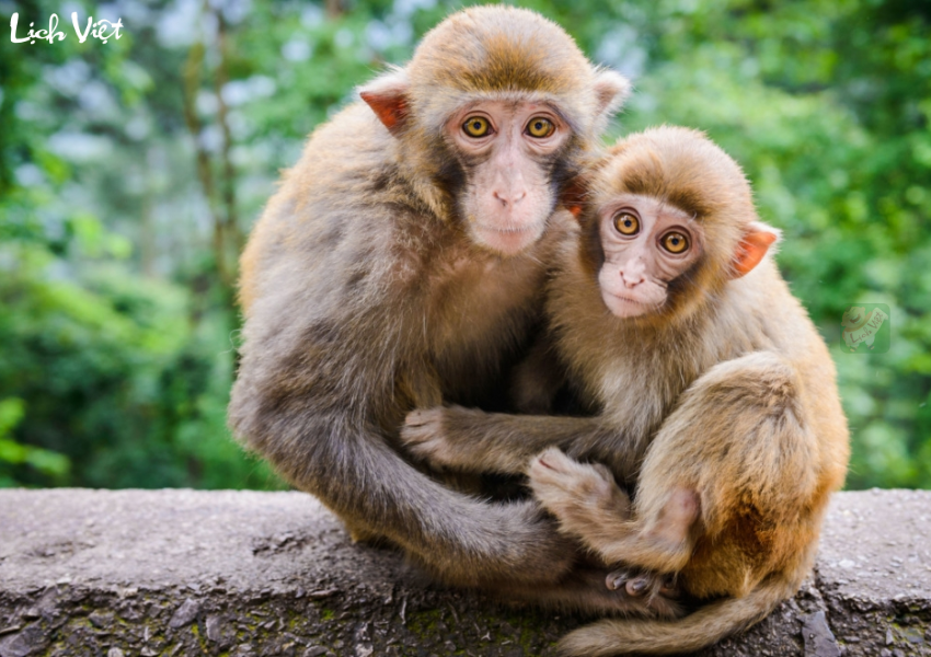 Tử vi tuổi Th&acirc;n ng&agrave;y 29/11/2023