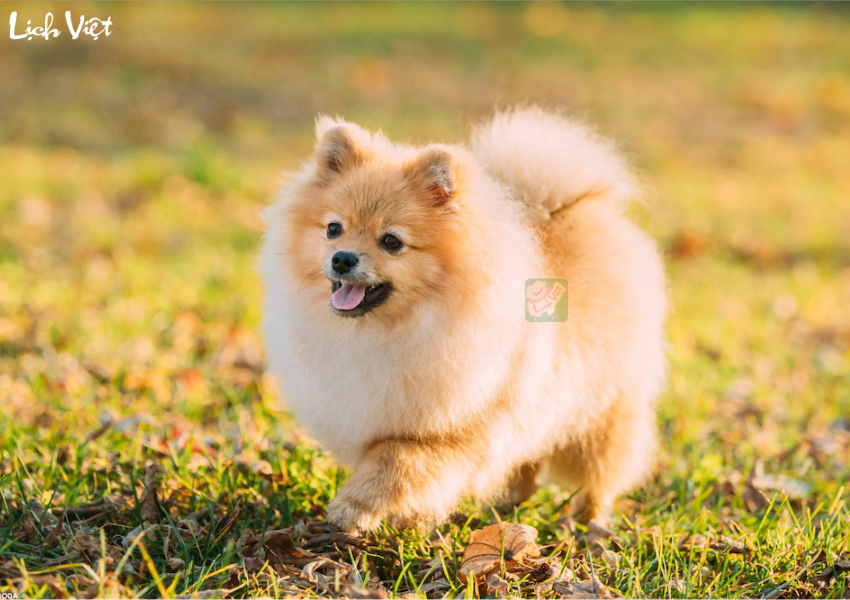 Tử vi tuổi Tuất ng&agrave;y 1/12/2023