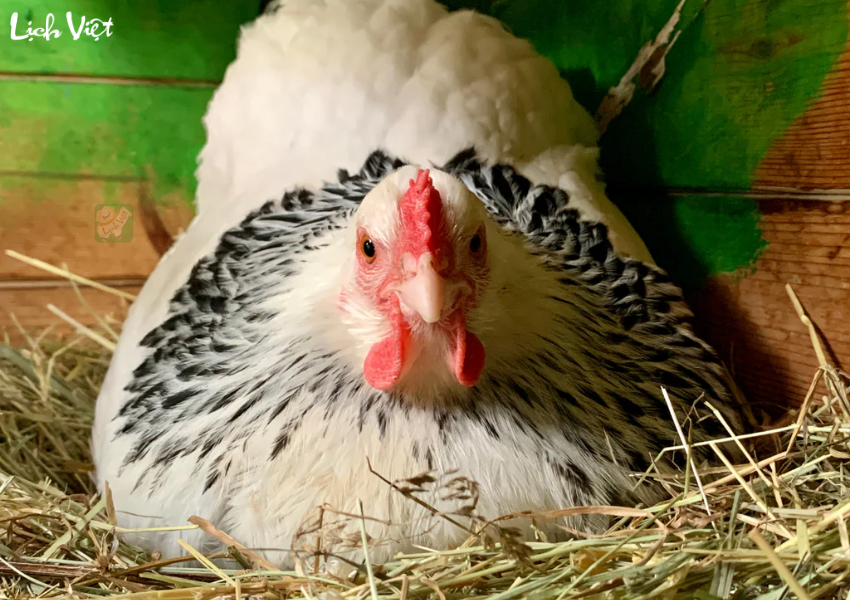 Tử vi ng&agrave;y 4/12/2023 tuổi Dậu