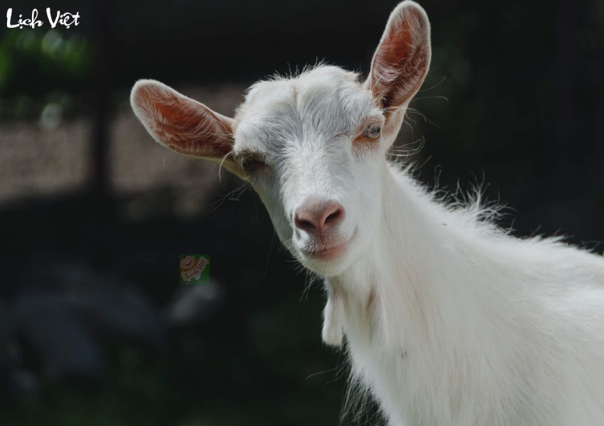 Tử vi tuổi M&ugrave;i ng&agrave;y 3/12/2023