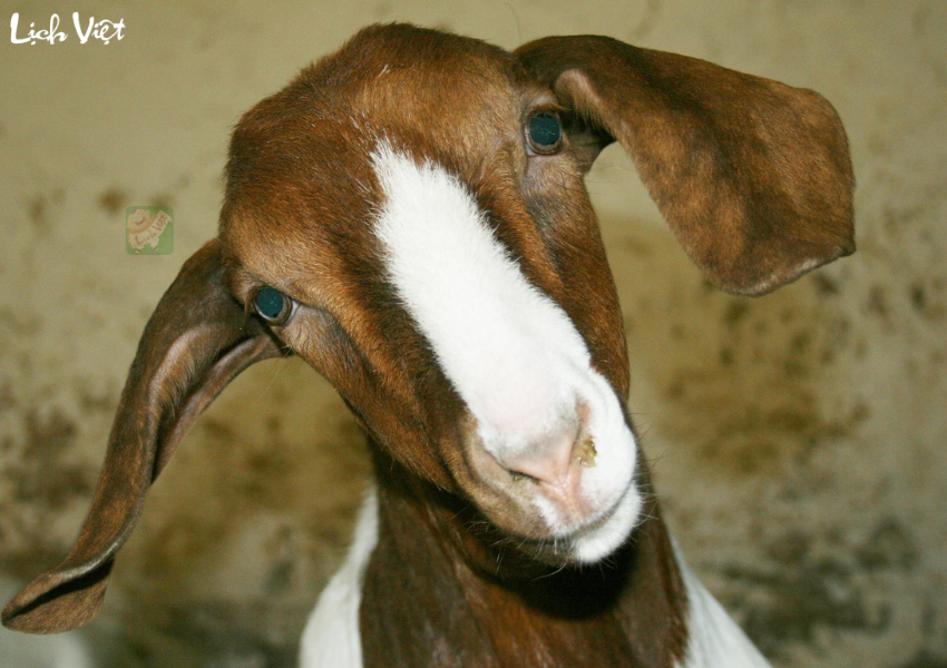 Tử vi tuần mới tuổi Mùi 4/12 - 10/12/2023