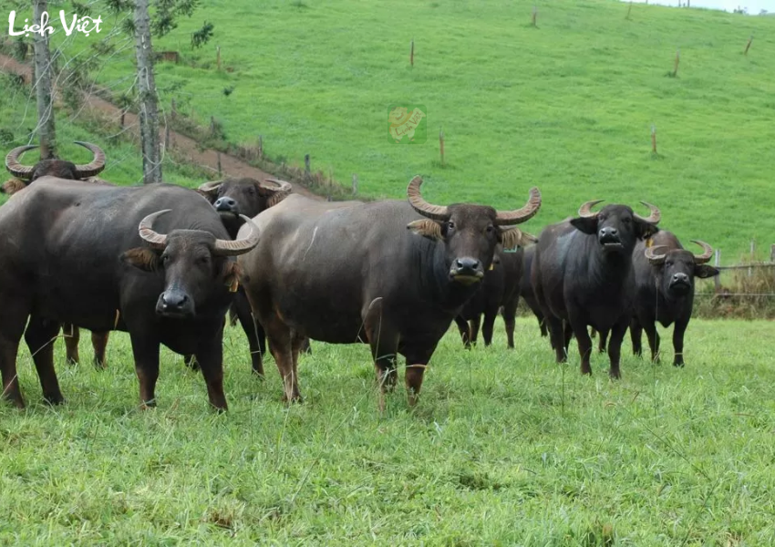 Tử vi tuổi Th&igrave;n ng&agrave;y 3/12/2023