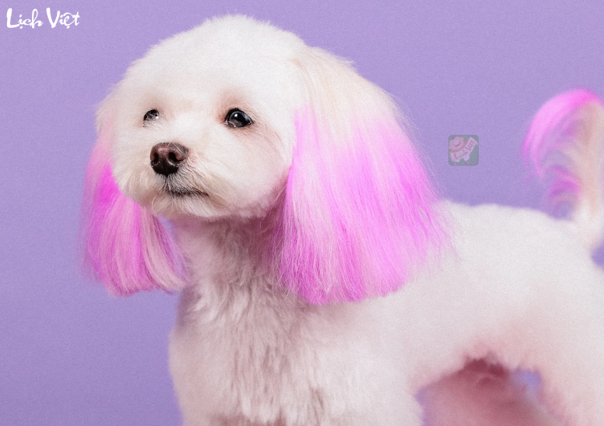 Tử vi tuần mới tuổi Tuất 4/12 - 10/12/2023