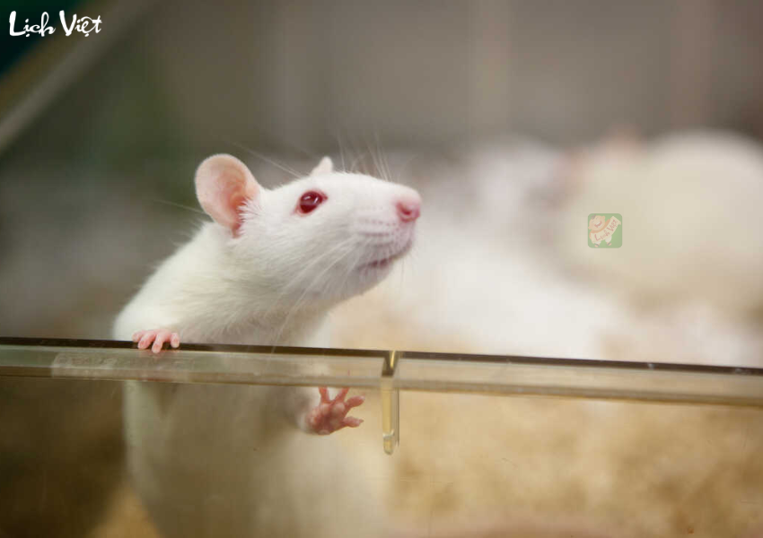 Tử vi ng&agrave;y 4/12/2023 tuổi T&yacute;