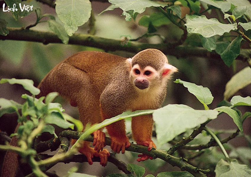 Con số may mắn tuổi Th&acirc;n ng&agrave;y 10/12/2023