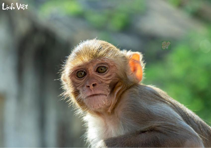 Con số may mắn tuổi Th&acirc;n ng&agrave;y 11/12/2023