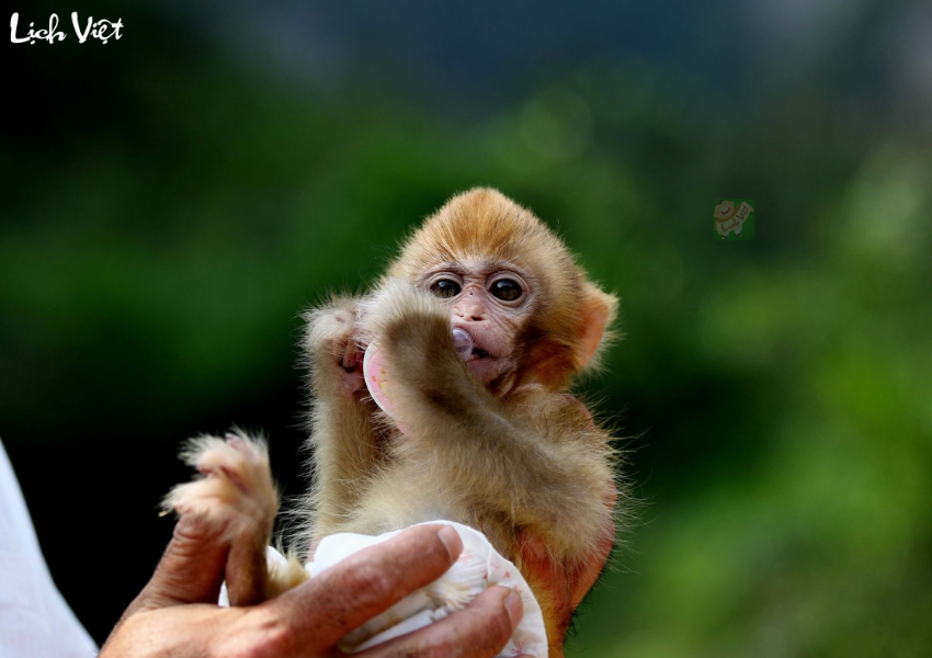 Con số may mắn tuổi Th&acirc;n ng&agrave;y 12/12/2023