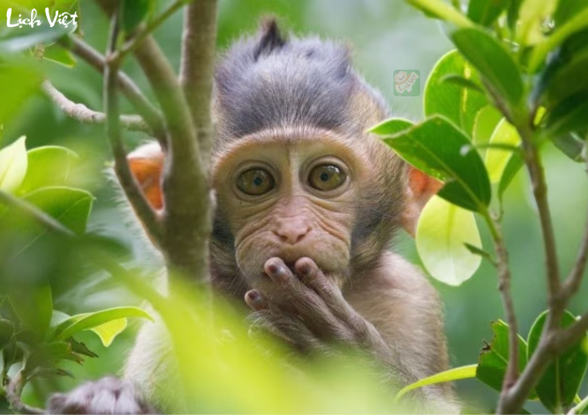 Con số may mắn tuổi Thân ngày 13/12/2023