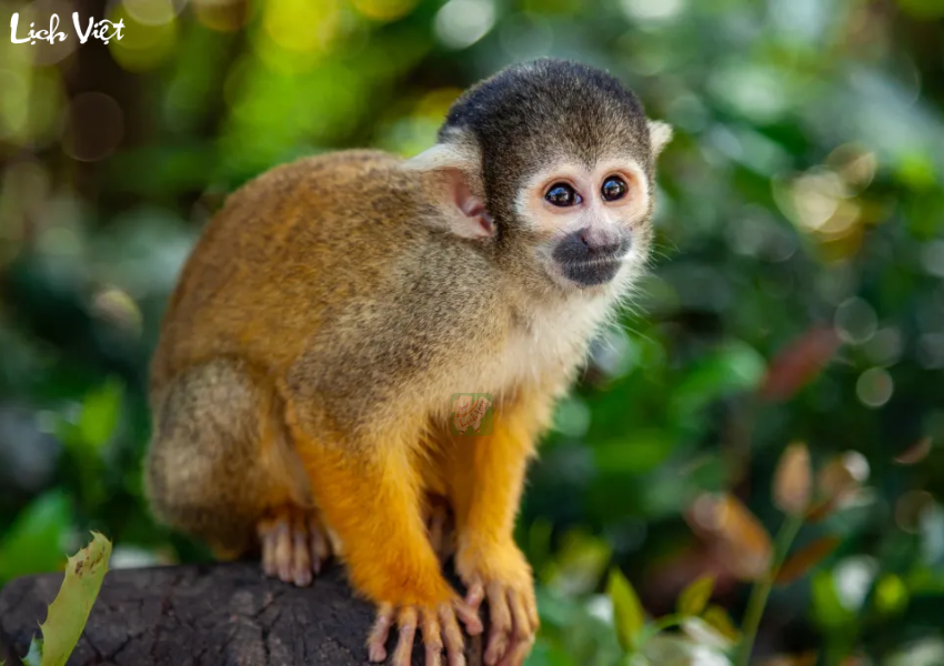 Con số may mắn tuổi Th&acirc;n ng&agrave;y 7/12/2023