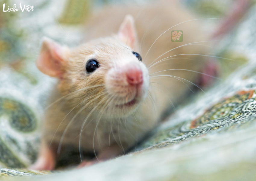 Con số may mắn tuổi T&yacute; ng&agrave;y 10/12/2023