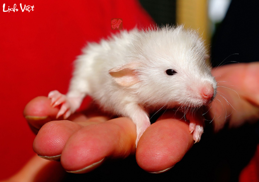 Con số may mắn tuổi T&yacute; ng&agrave;y 12/12/2023