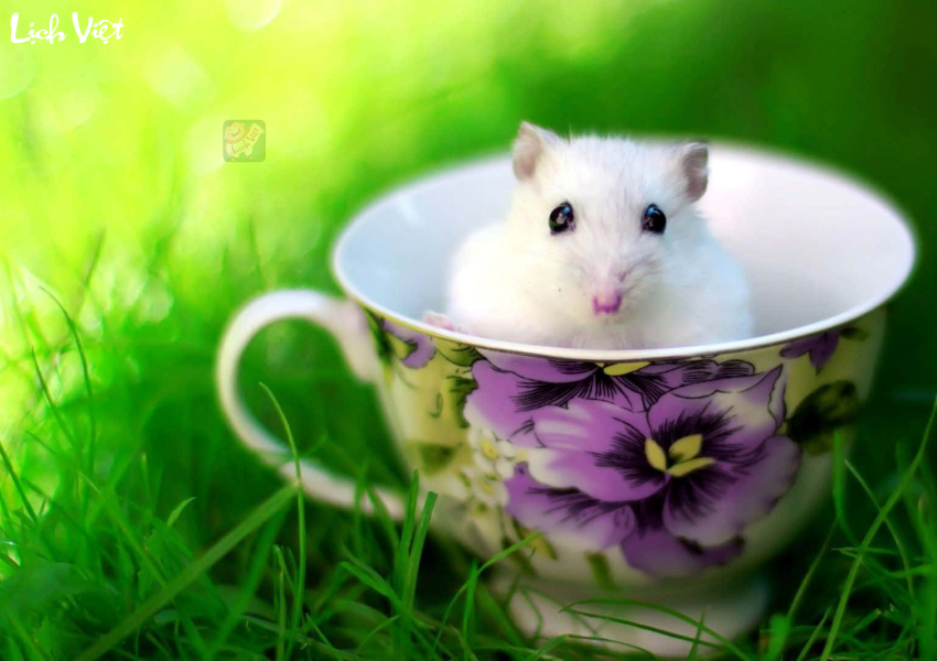 Con số may mắn tuổi Tý ngày 13/12/2023