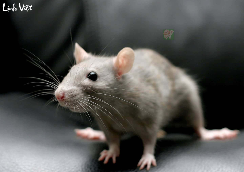 Con số may mắn tuổi T&yacute; ng&agrave;y 9/12/2023